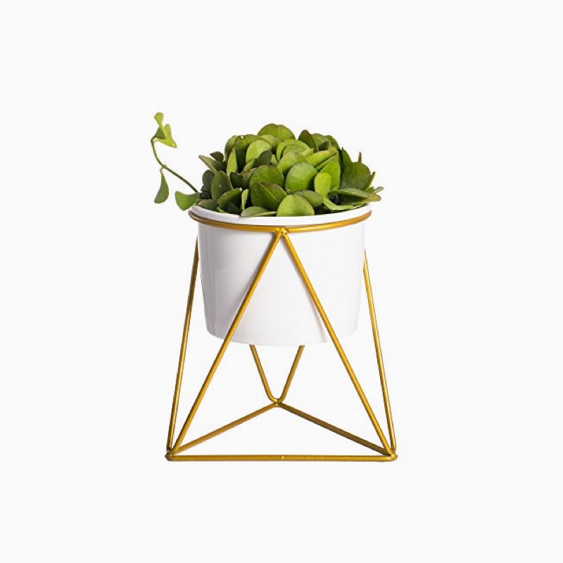 product-01 گلدان آپارتمانی فیکوس الاستیکا بلک - تصویر 1